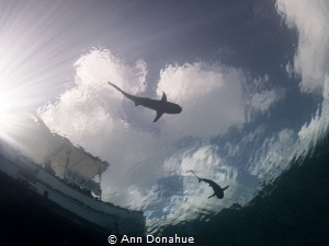 A perfect day to shoot sharks silhouettes in Yap: calm, s... by Ann Donahue 
